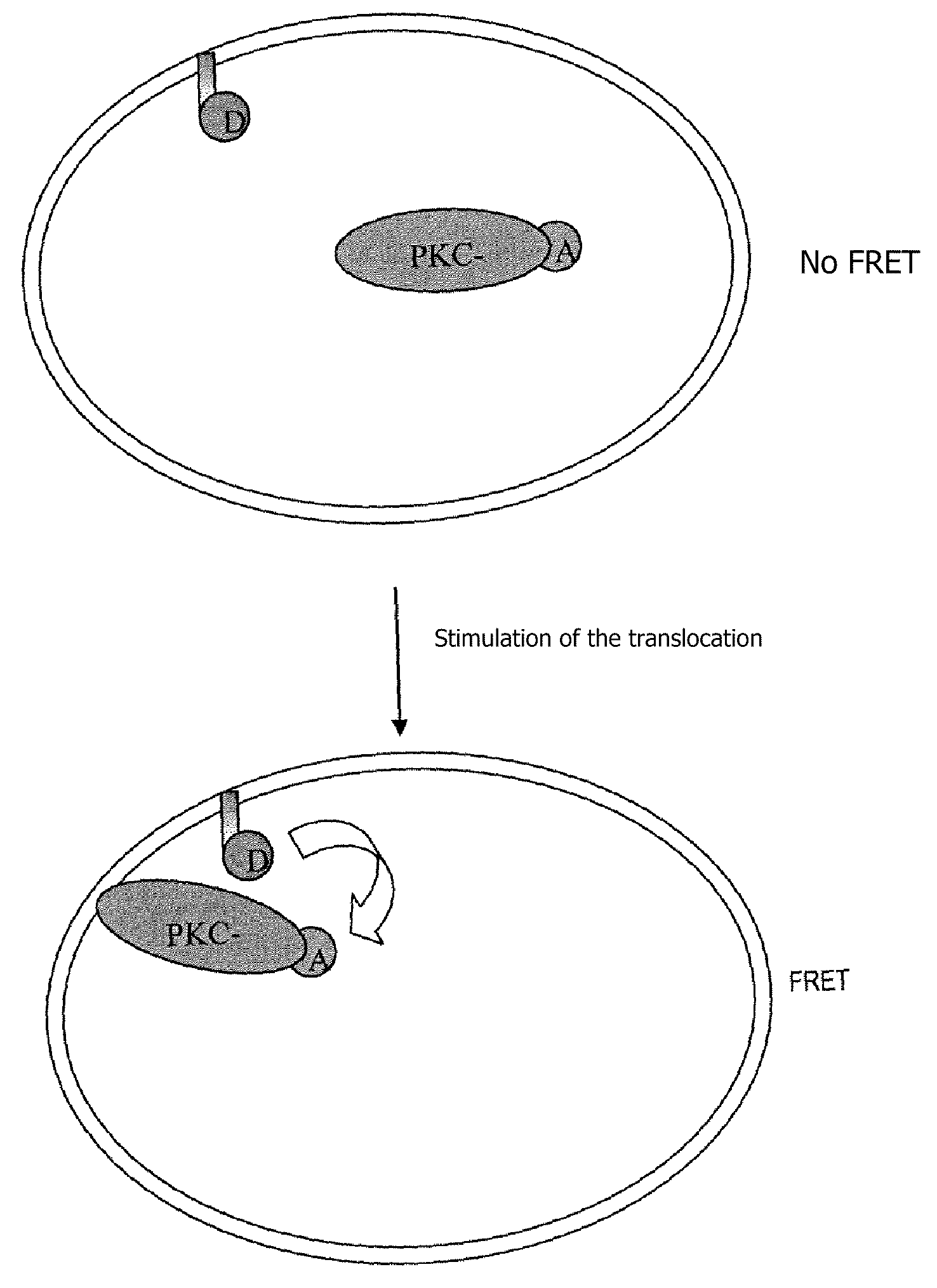 Method for detecting intracellular interaction between biomolecules