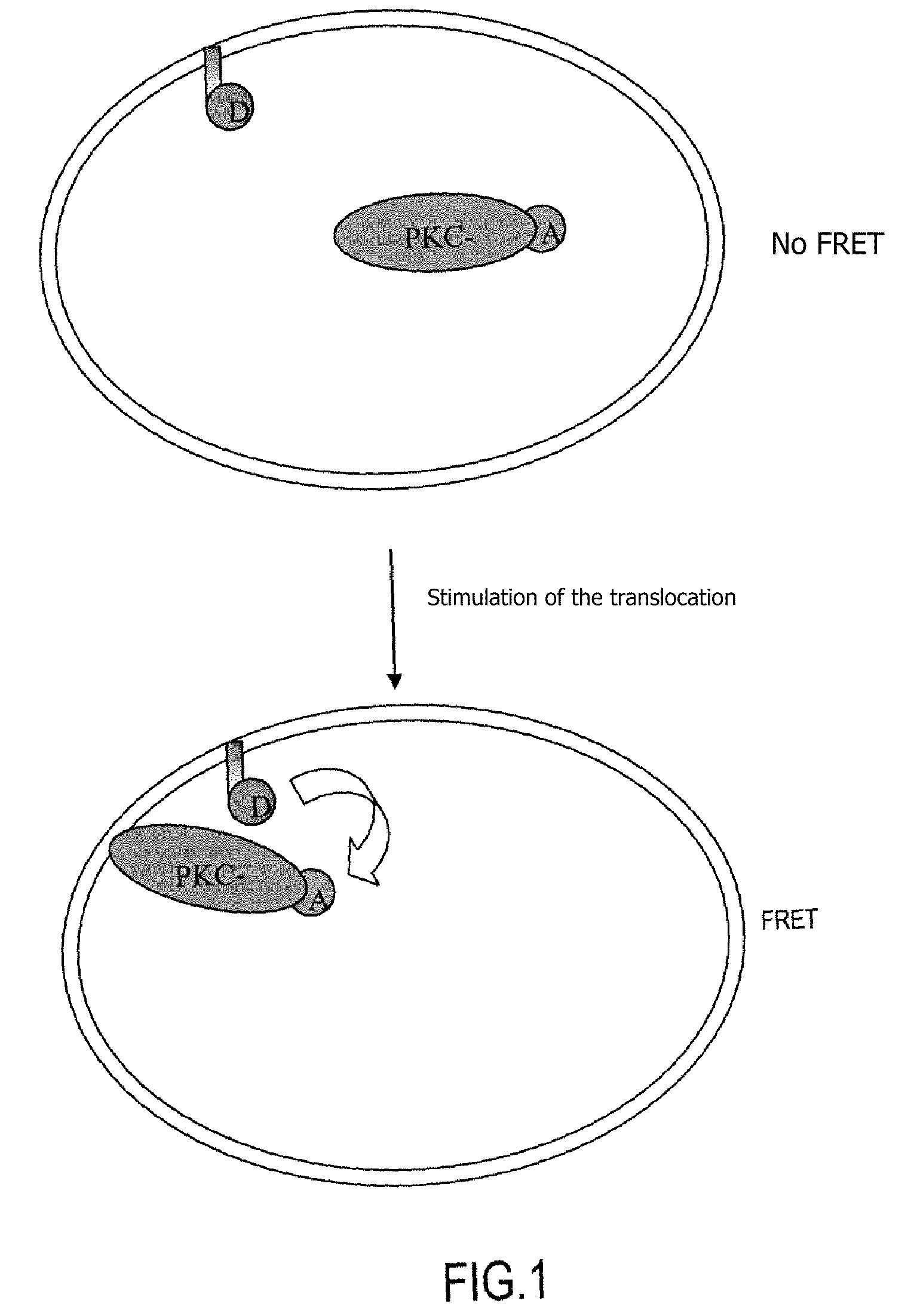 Method for detecting intracellular interaction between biomolecules