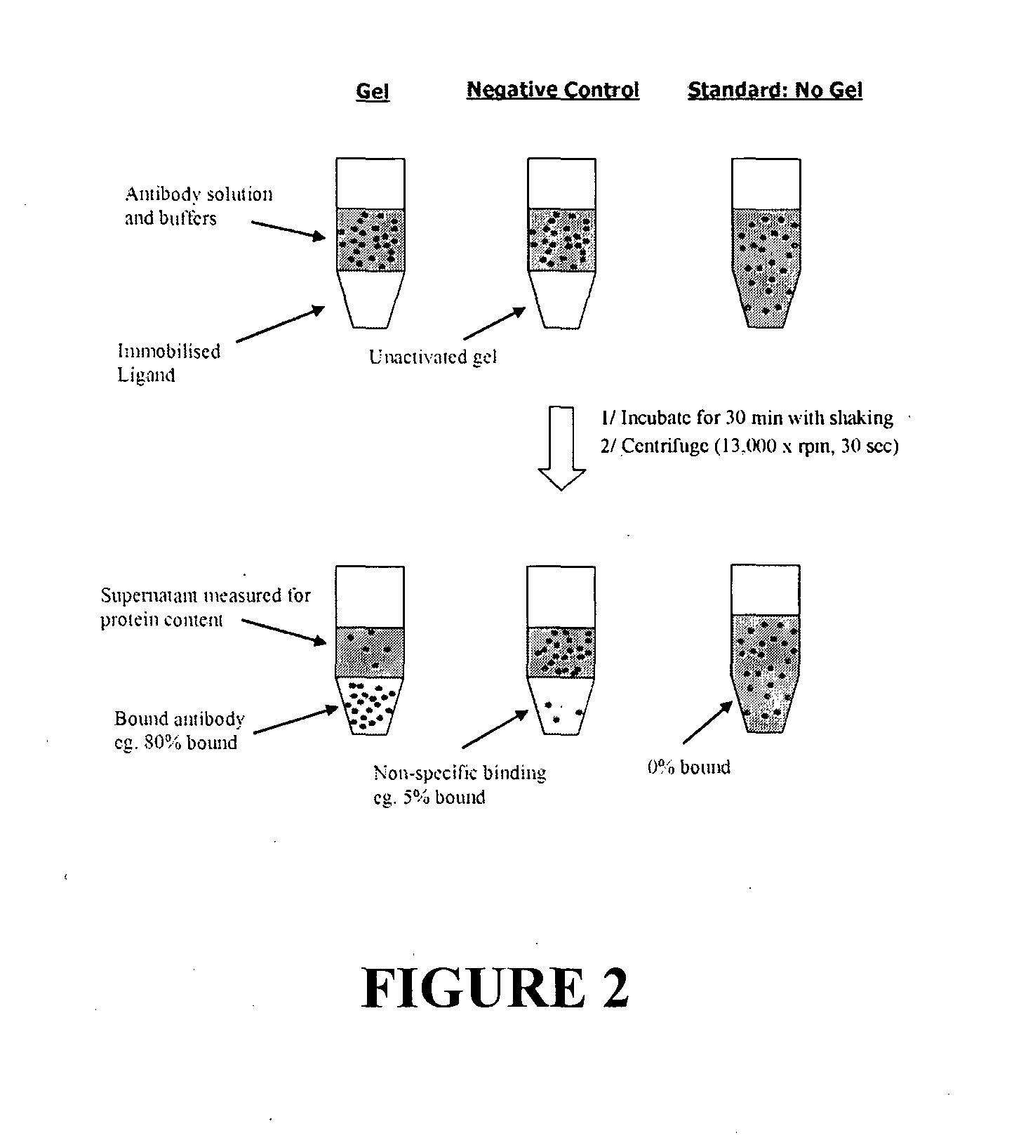 Affinity ligands and methods for protein purification