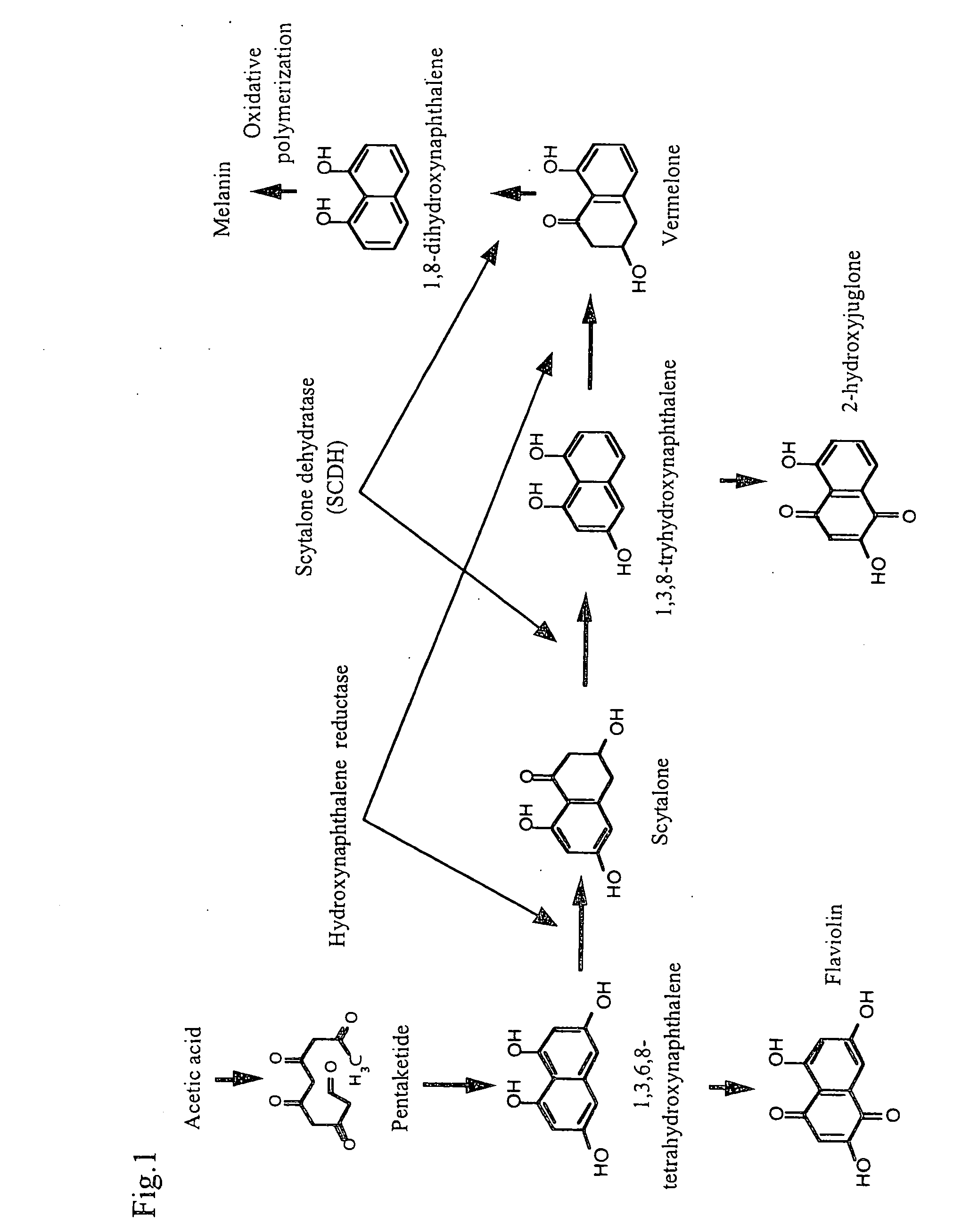 Scytalone dehydrogenase gene showing tolerance to agricultural pesticide