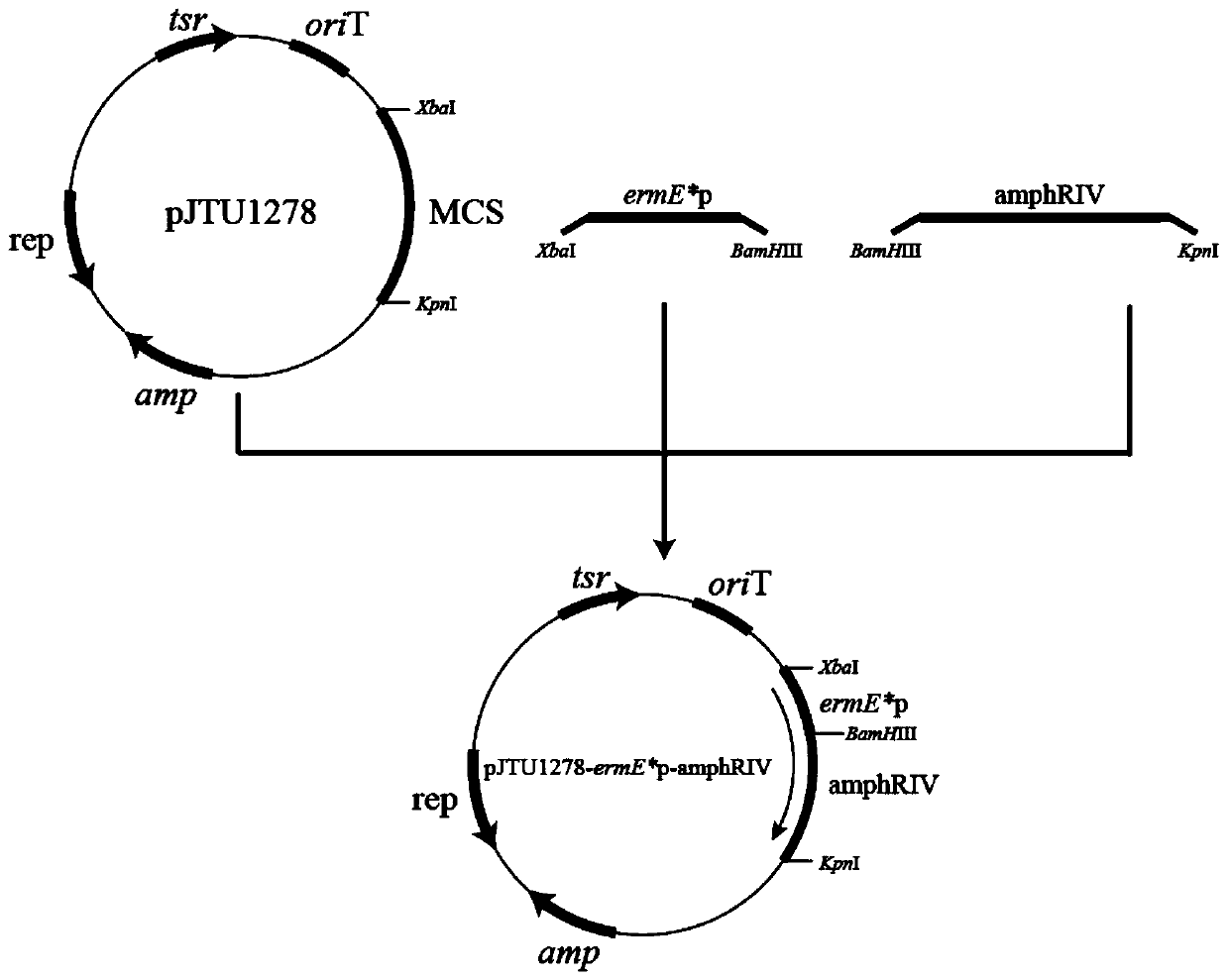 A kind of recombinant Streptomyces tuberculosis producing amphotericin B and its application