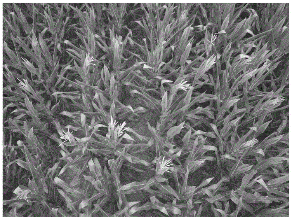 Automatic detection method of corn tassel traits