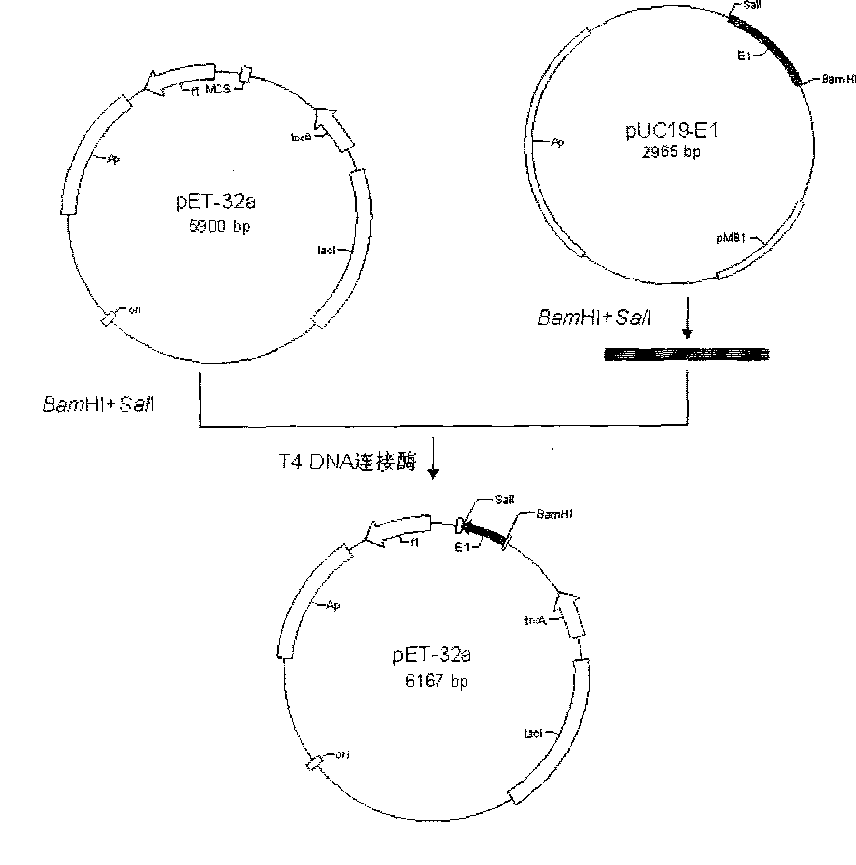 Recombinant rubella virus E1 protein and uses thereof