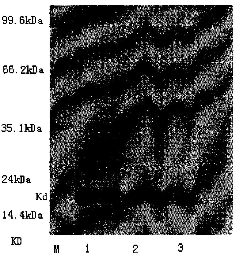 Recombinant rubella virus E1 protein and uses thereof