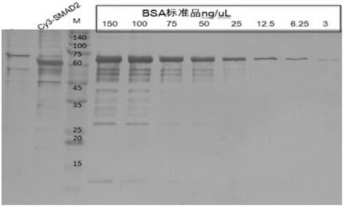 Tuberculoproteins interacting with human proteins and application thereof