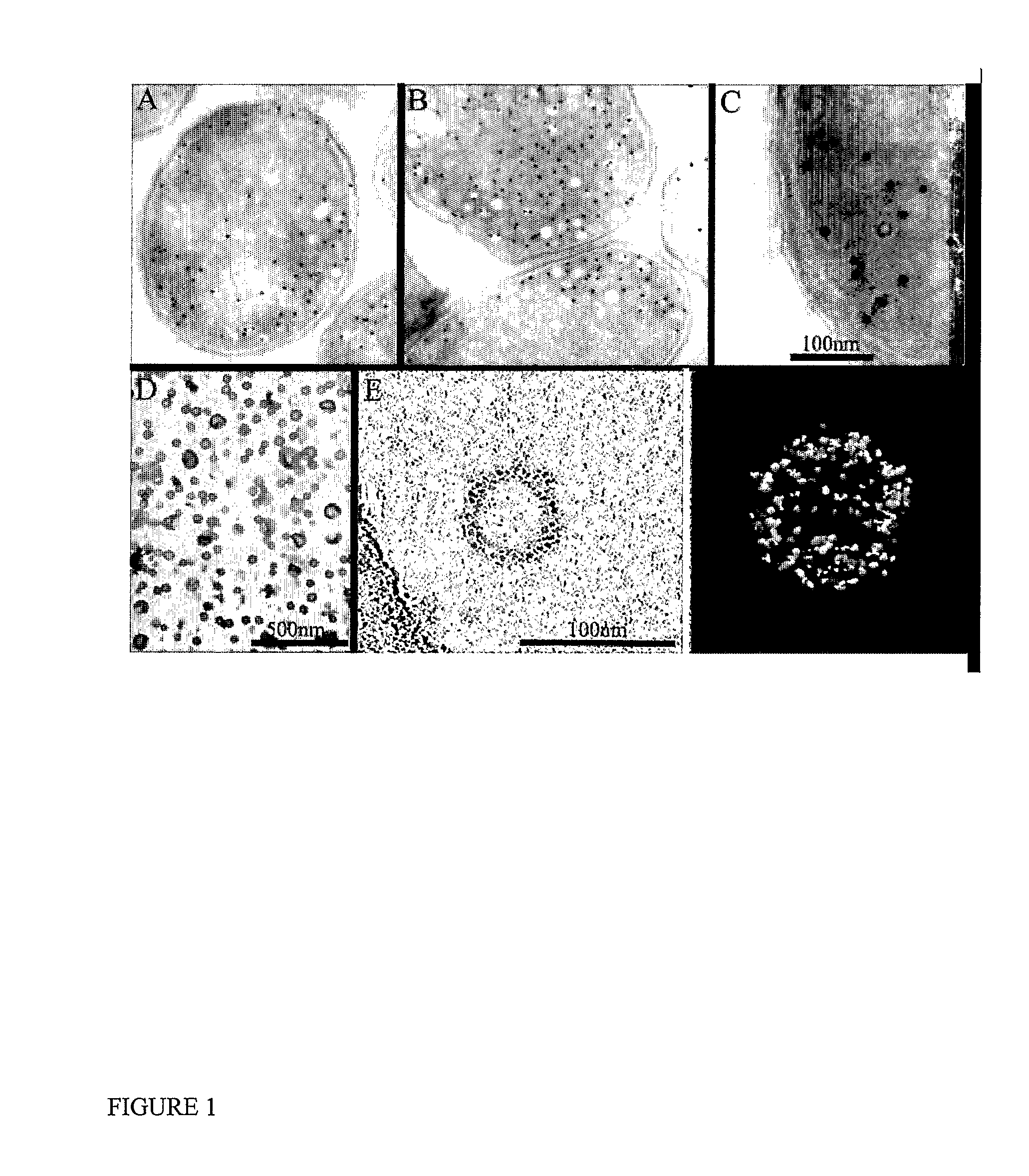 Molecular delivery vehicle