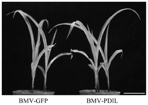 Application of zmpdil gene in the control of maize dwarf mosaic disease