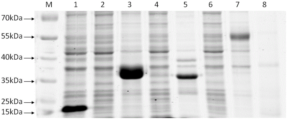 Tandem duck Alpha and Nu interferon genes and preparation method and application thereof