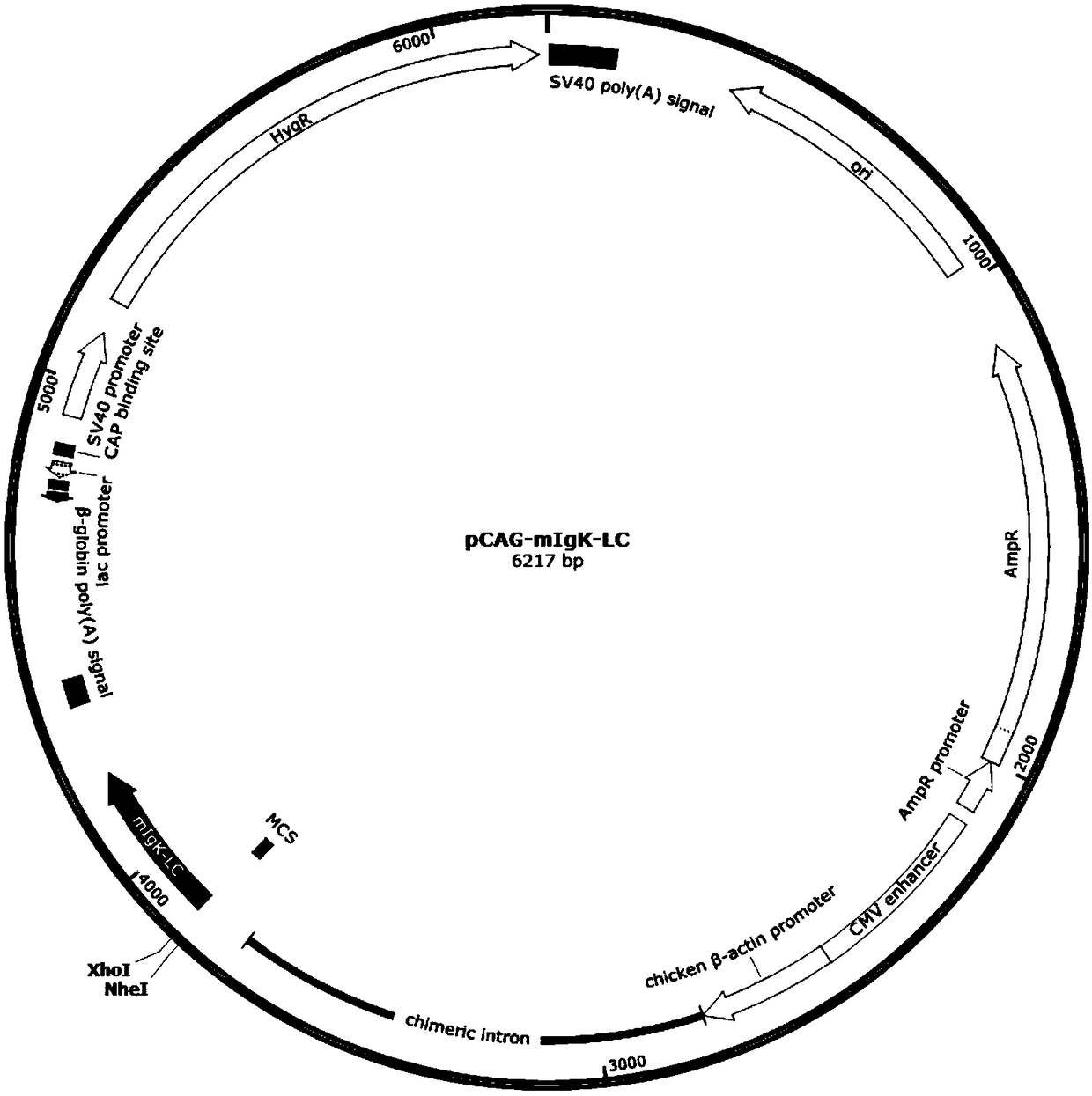 Novel anti-human IgG1-Fc antibody reagent and preparation method thereof