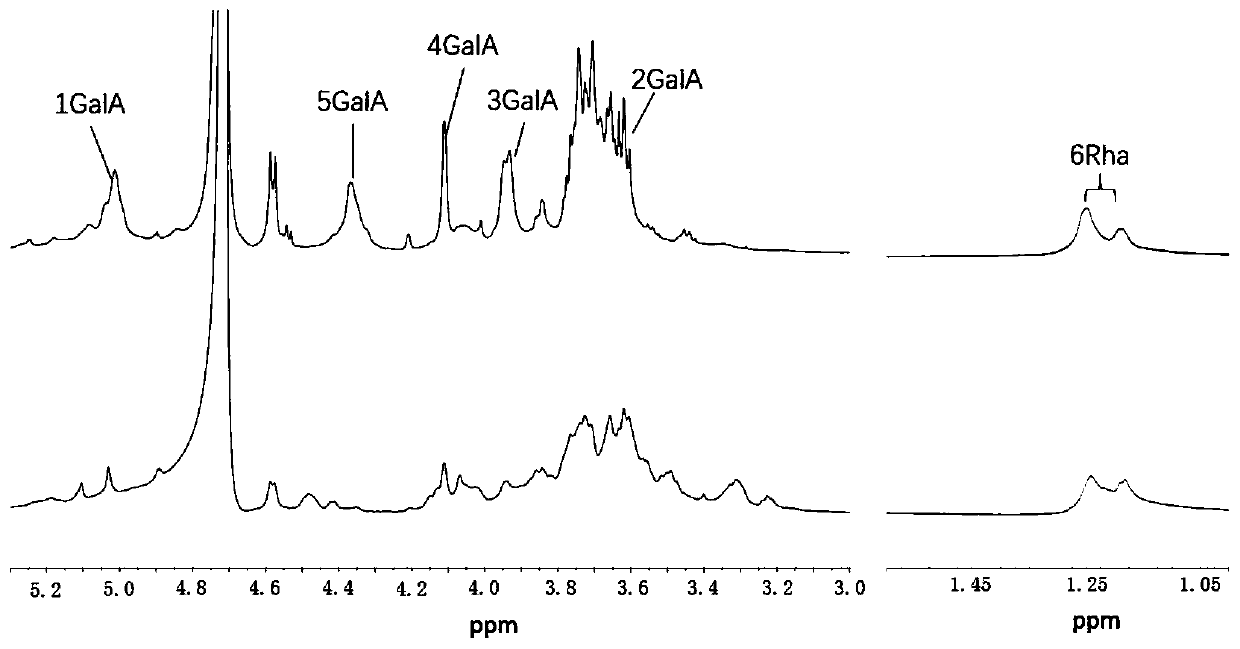 Method for extraction of RG-I pectic polysaccharide rich in galactose side chain