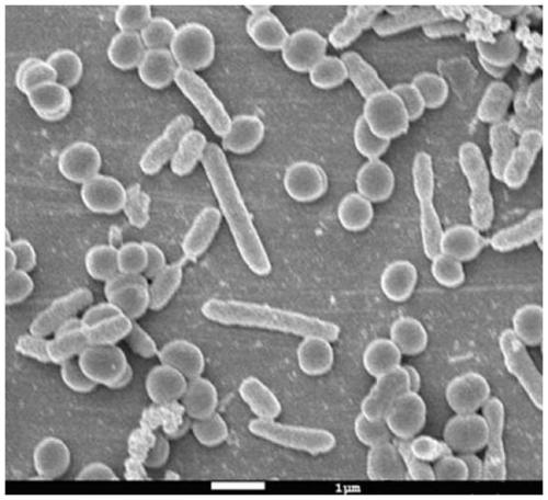 Cultivation method and application of space Lactobacillus plantarum lct-lp1