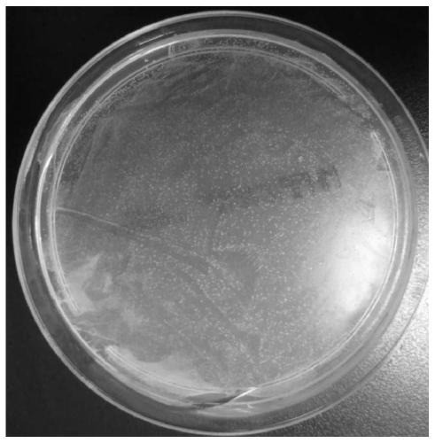 Cultivation method and application of space Lactobacillus plantarum lct-lp1