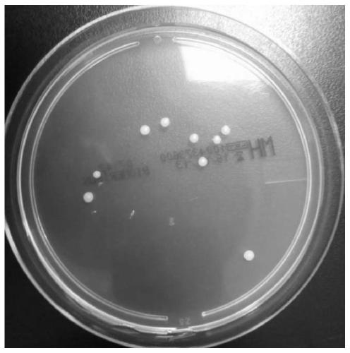 Cultivation method and application of space Lactobacillus plantarum lct-lp1