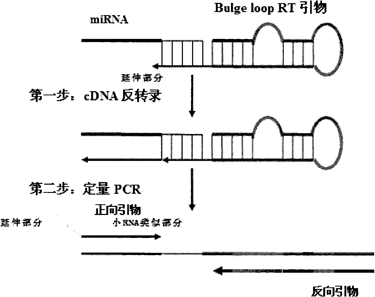 Small RNA (Ribonucleic Acid) quantitative detecting method and reagent kit