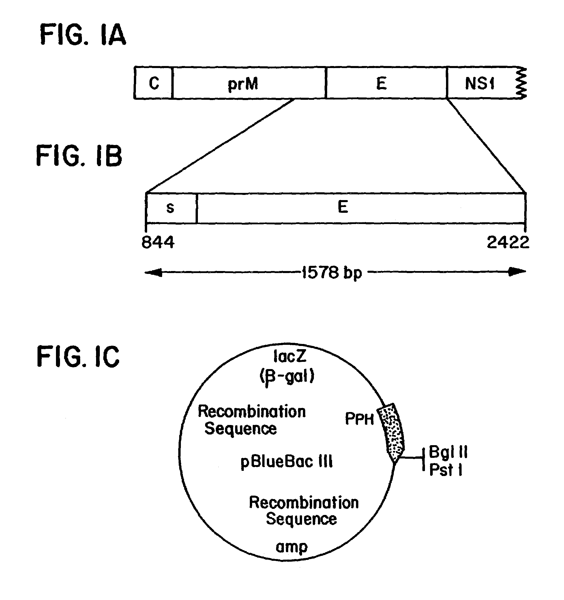 DNA or RNA encoding a recombinant dengue envelope protein