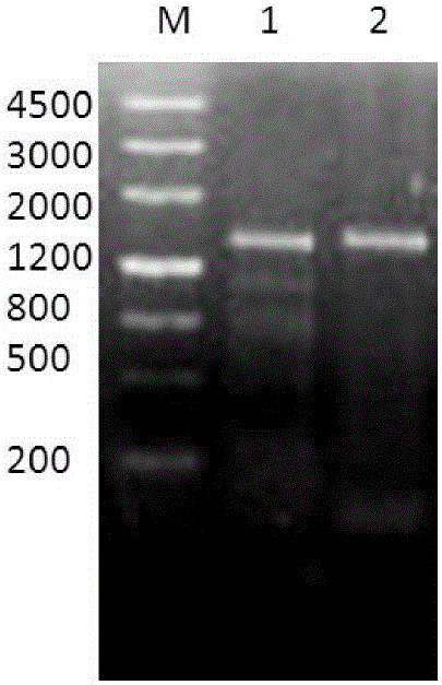 Wlofberry phytochelatin synthetase as well as coding gene and application thereof