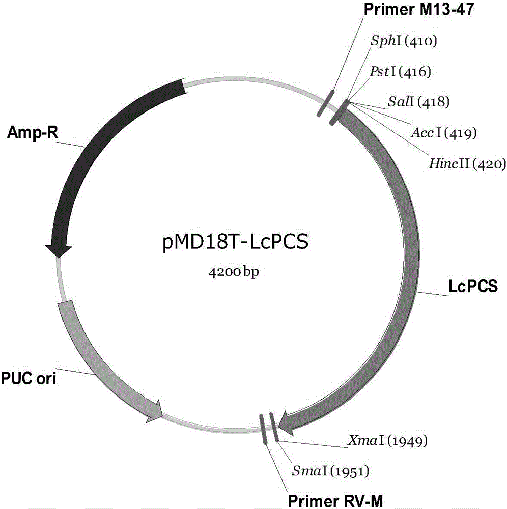 Wlofberry phytochelatin synthetase as well as coding gene and application thereof