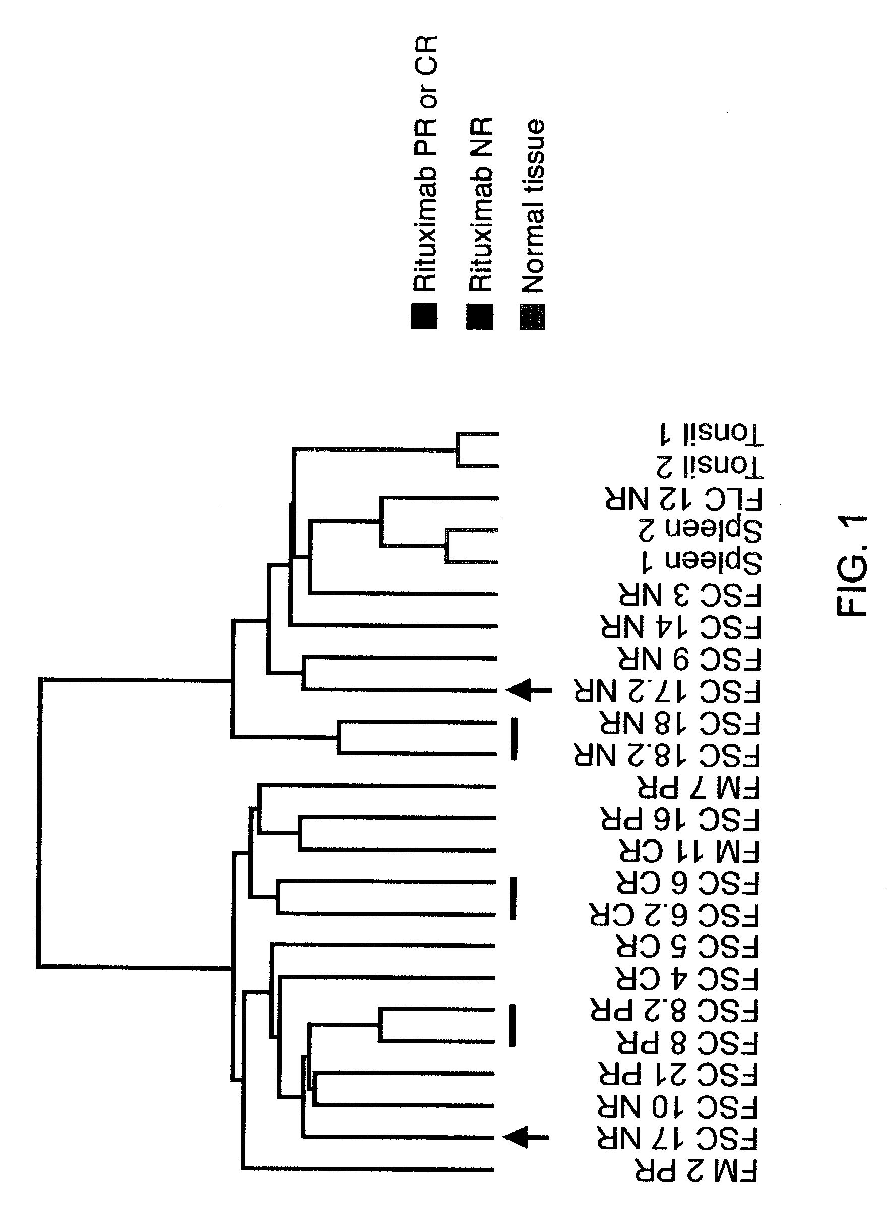 Methods and compositions for determining neoplastic disease responsiveness to antibody therapy