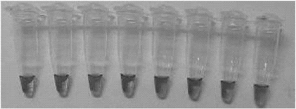Primer group and detection system for detecting HPV common hypotypes through LAMP method