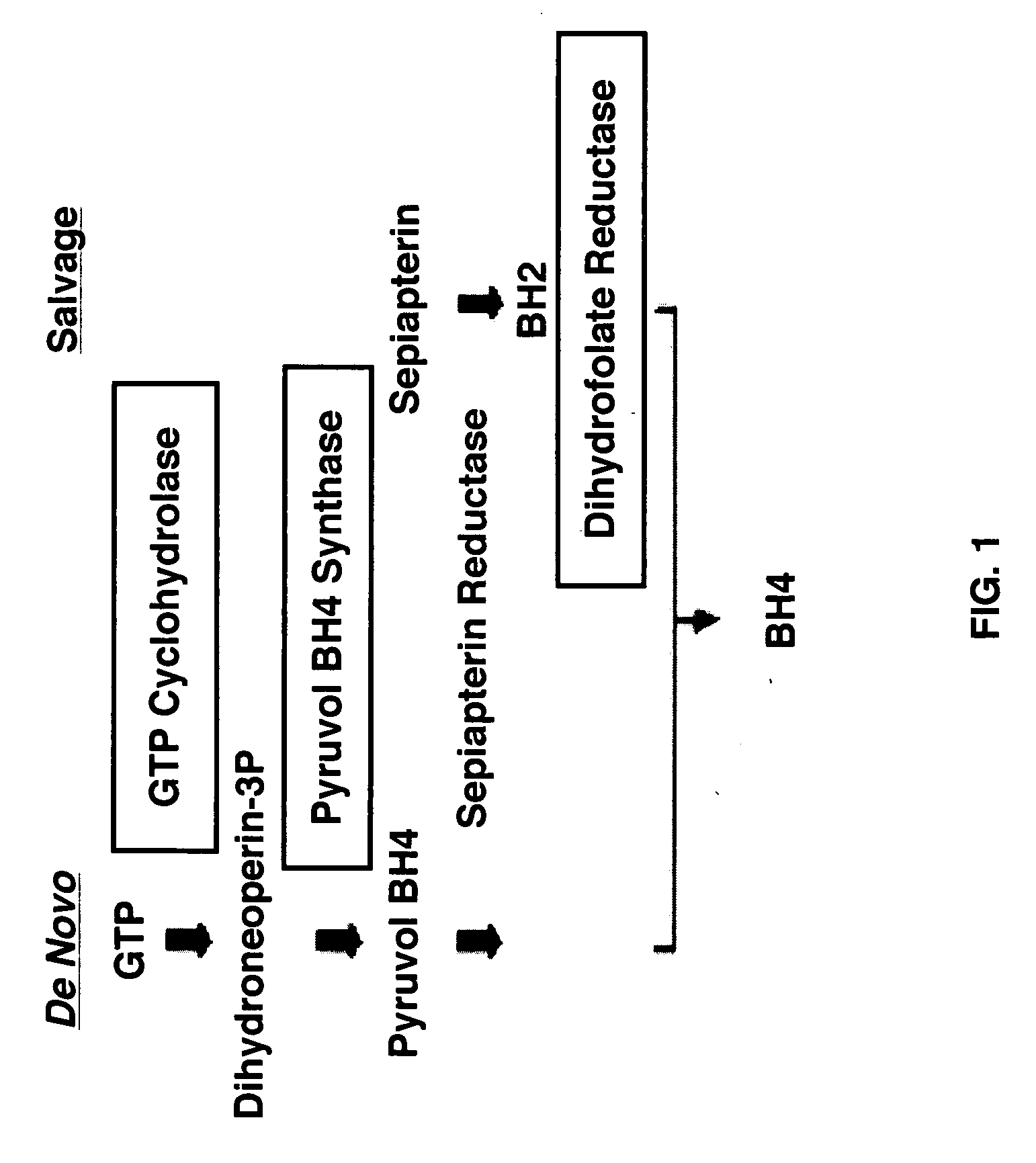 Uses of tetrahydrobiopterin, sepiapterin and derivatives thereof