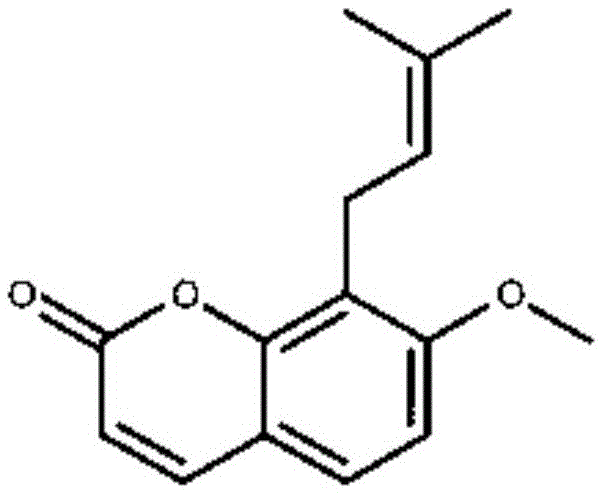 Application of cnidium lactone as [alpha]36 estrogen receptor activator