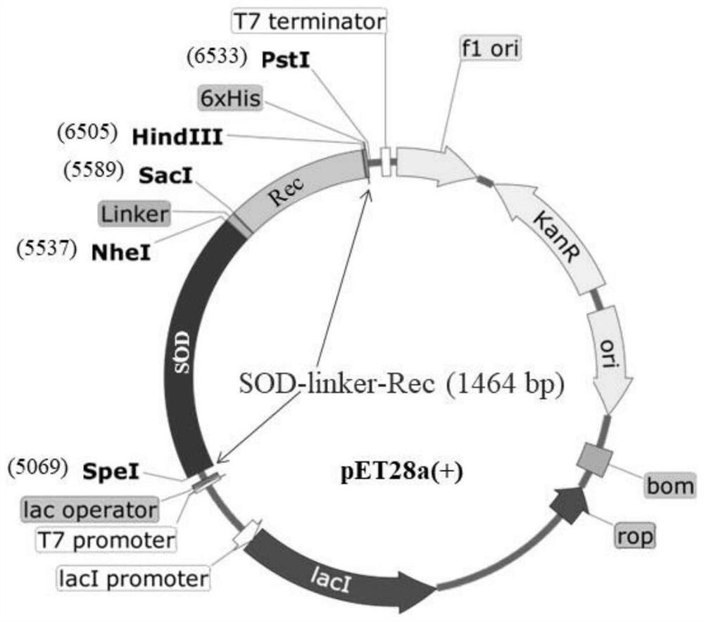 Recombinant superoxide dismutase as well as construction method and application thereof