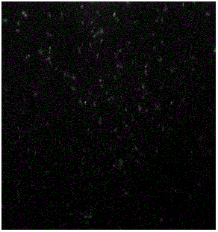 Shuttle expression vector with broad hosts