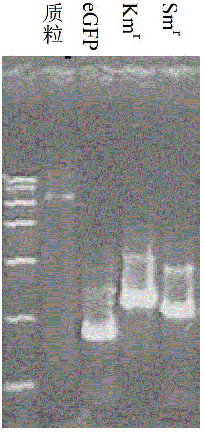 Shuttle expression vector with broad hosts