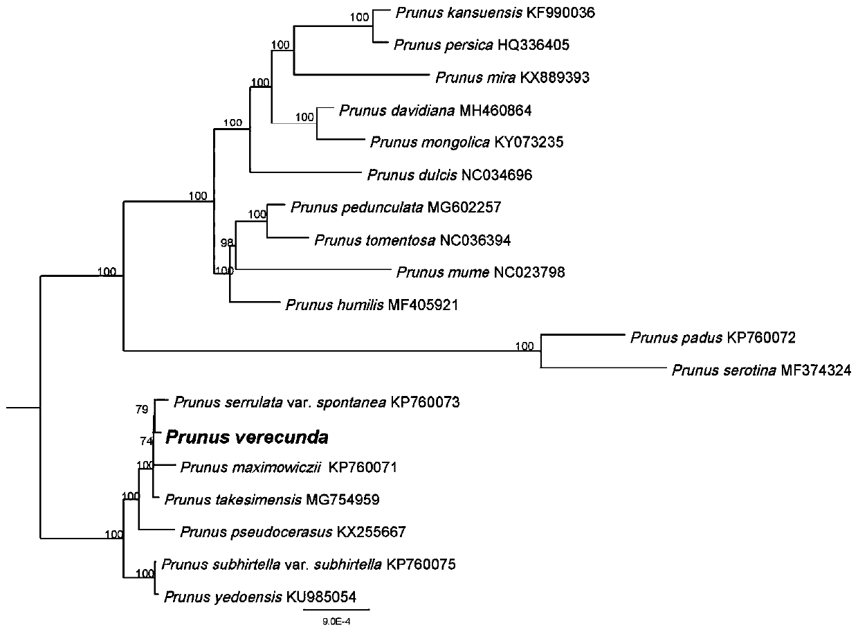 Prunus verecunda chloroplast genome and application thereof