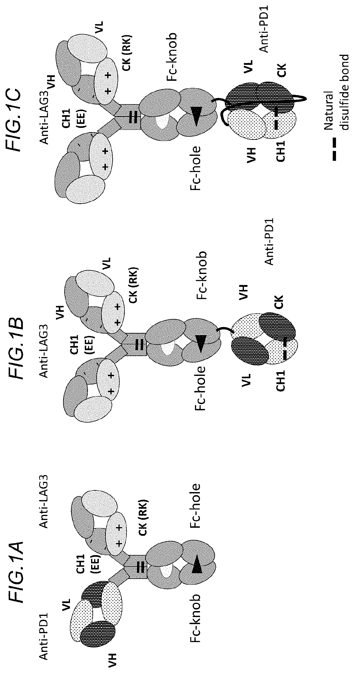 Bispecific antibodies specifically binding to PD1 and LAG3