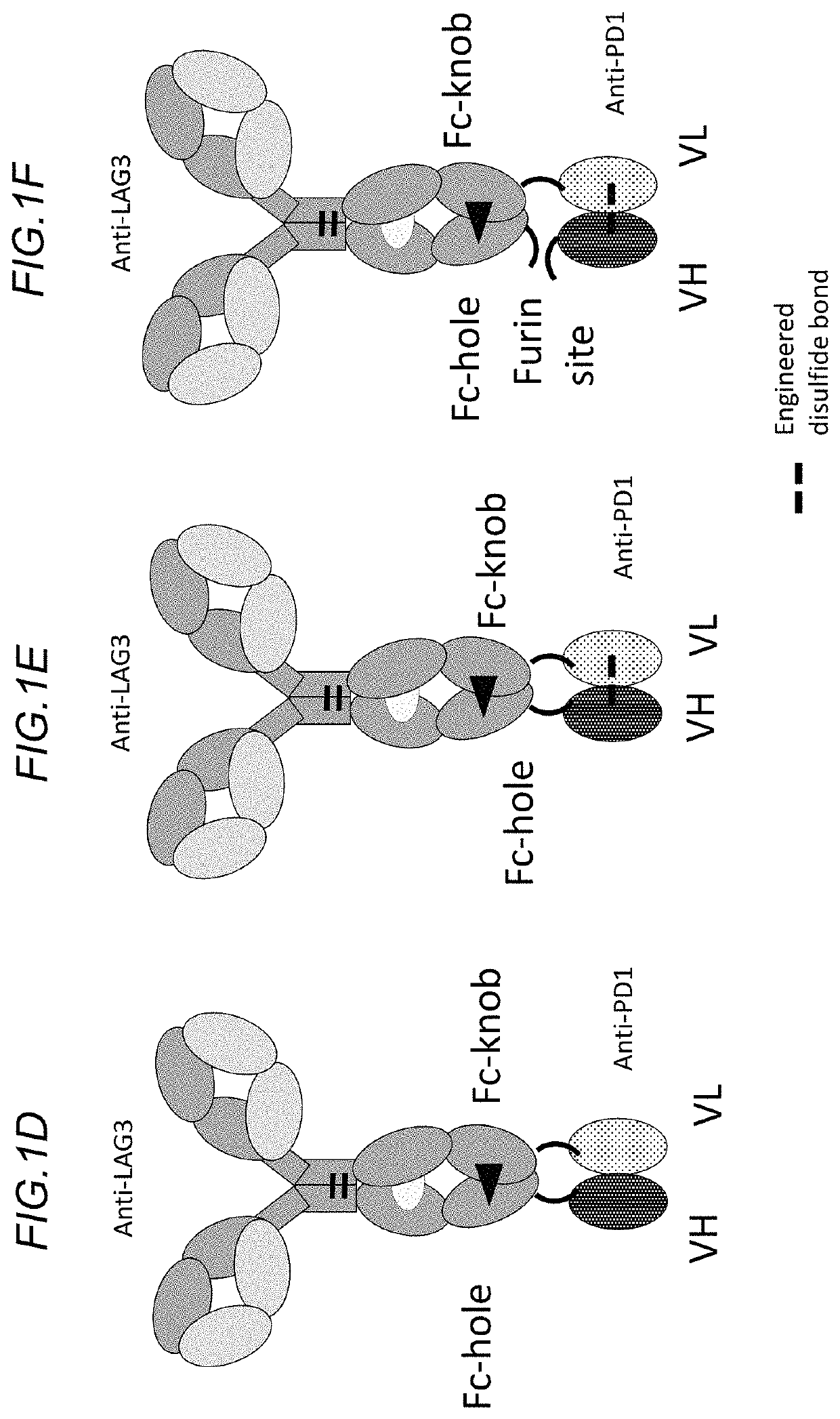 Bispecific antibodies specifically binding to PD1 and LAG3