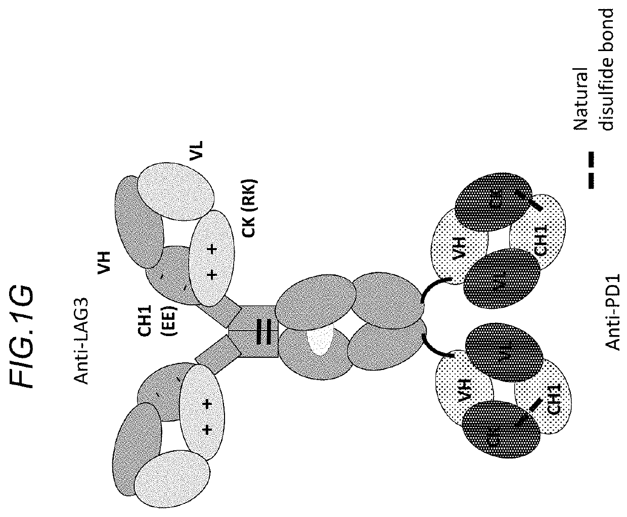 Bispecific antibodies specifically binding to PD1 and LAG3