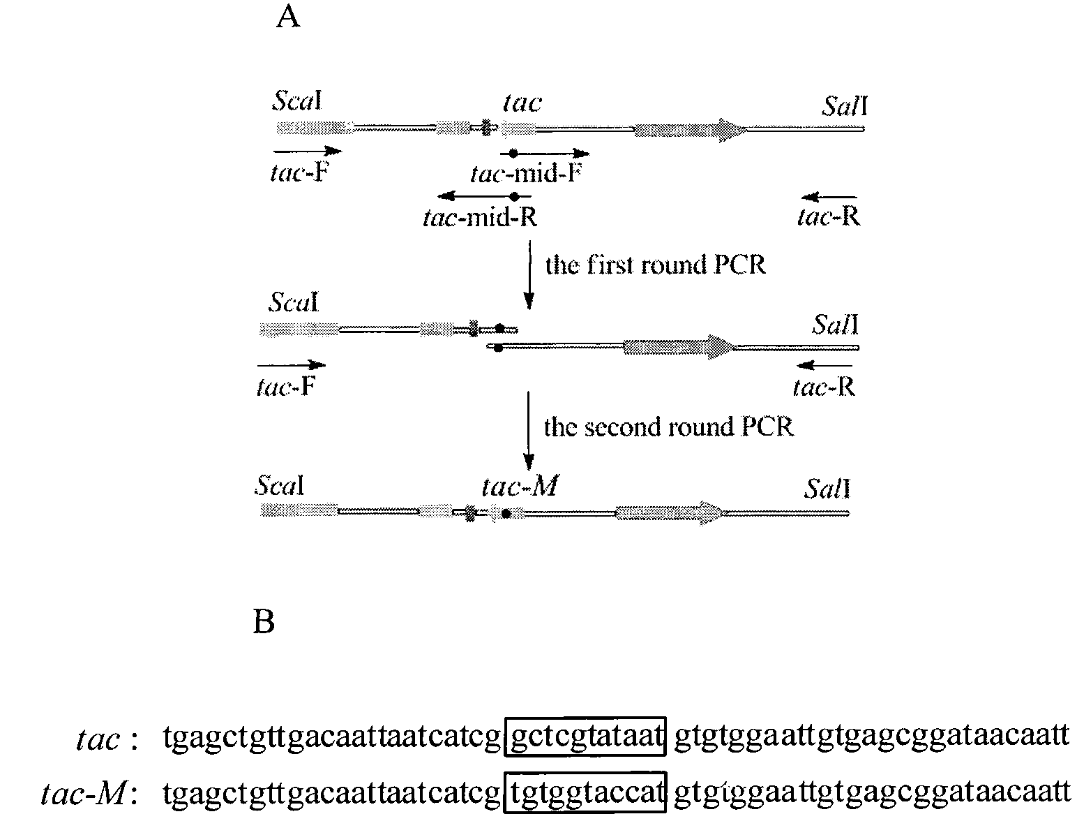 Colibacillus-corynebacterium shuttle constitutive expression carrier and construction method thereof