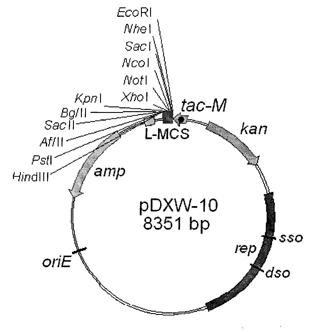 Colibacillus-corynebacterium shuttle constitutive expression carrier and construction method thereof