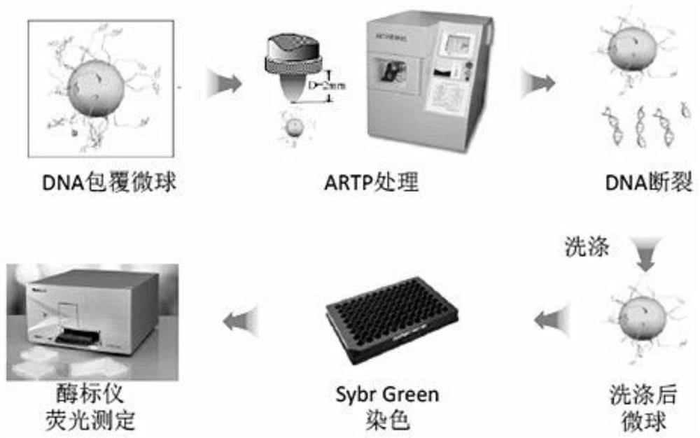 A rapid method for detecting the damage intensity of DNA fragmentation caused by plasma in vitro