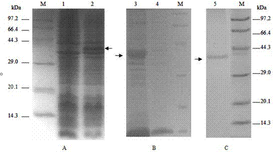 Citrus fruit fly odorant binding protein-based attractant screening method