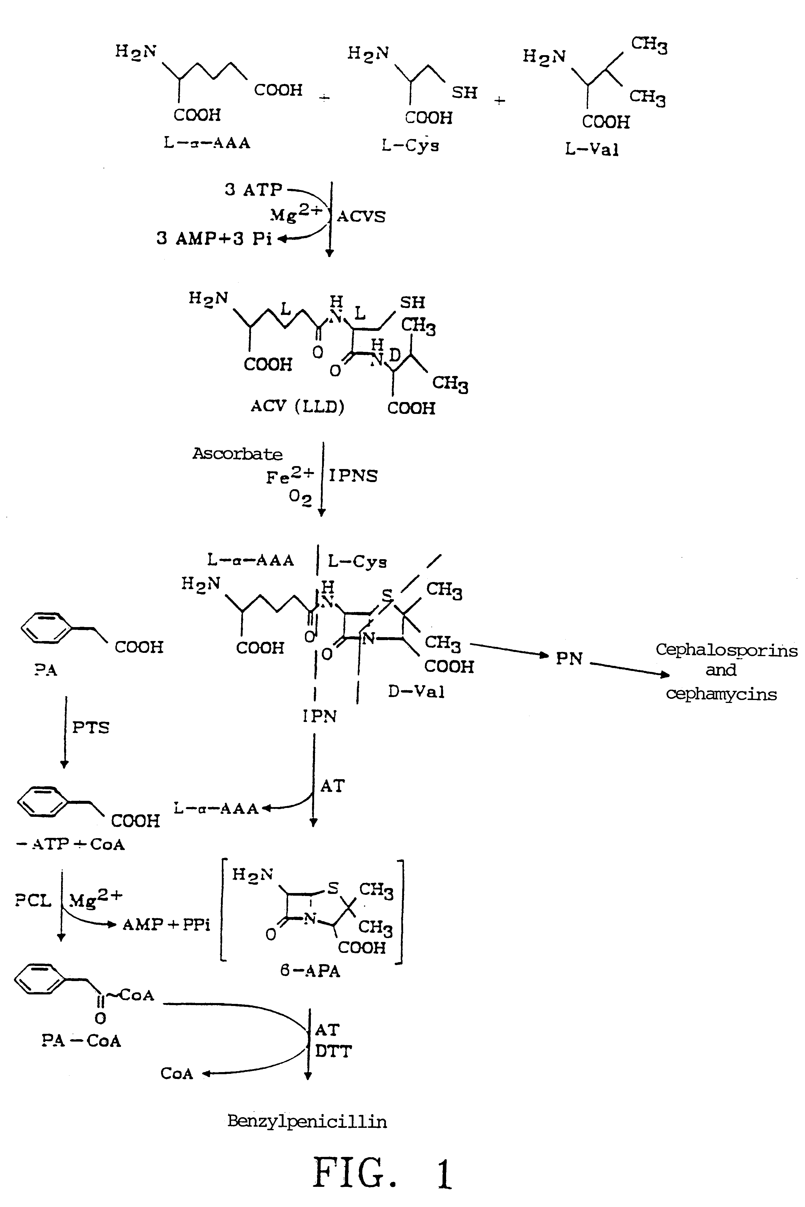 Process for increasing the production of penicillin G (benzylpenicillin) in Penicillium chrysogenum by expression of the PCL gene