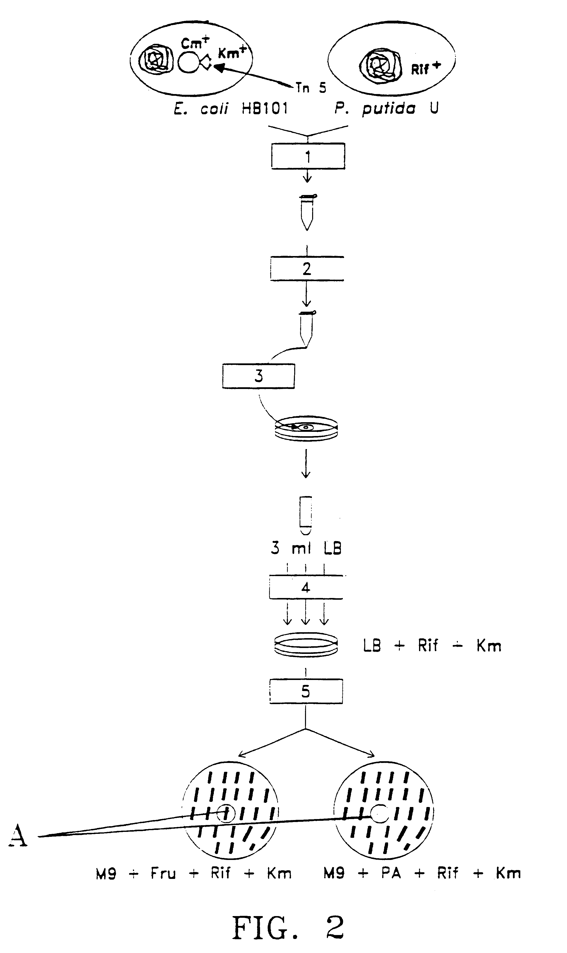 Process for increasing the production of penicillin G (benzylpenicillin) in Penicillium chrysogenum by expression of the PCL gene