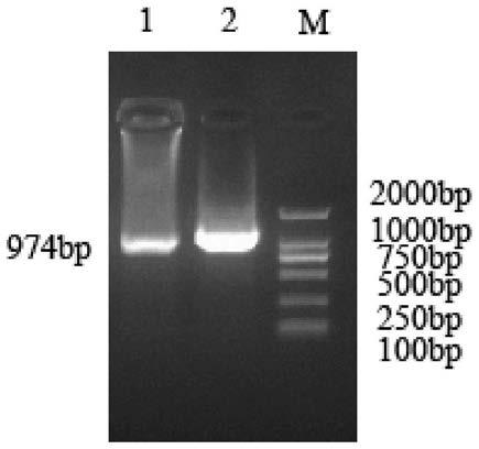 Long-chain RNA Lnc-13814 for regulating and controlling follicle development of laying ducks and application thereof