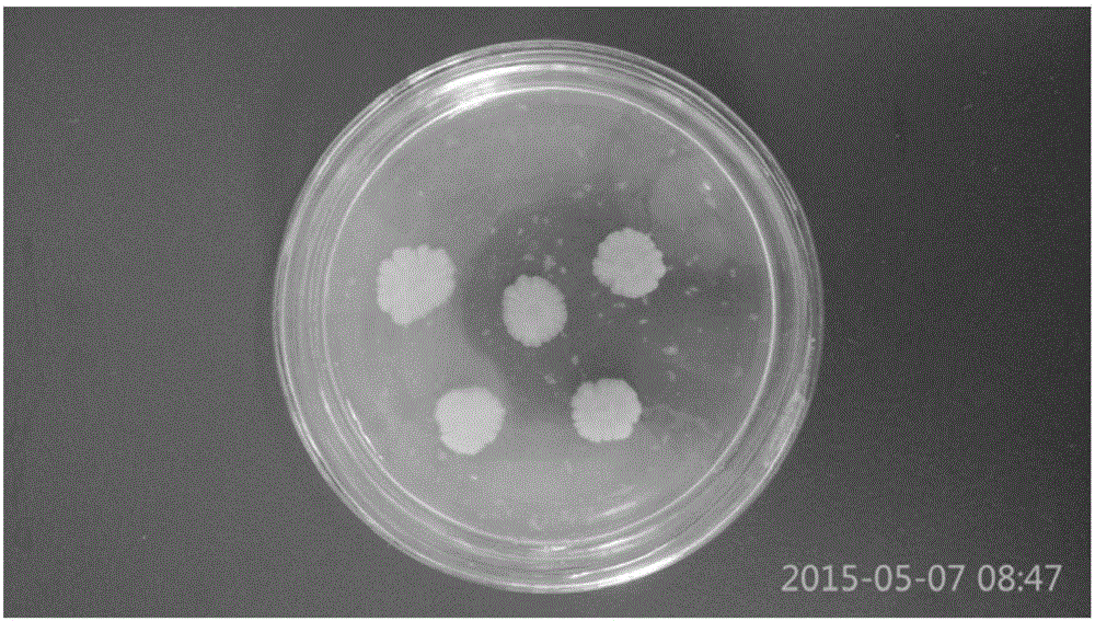 Vibrio natriegens for producing agarase and application of vibrio natriegens