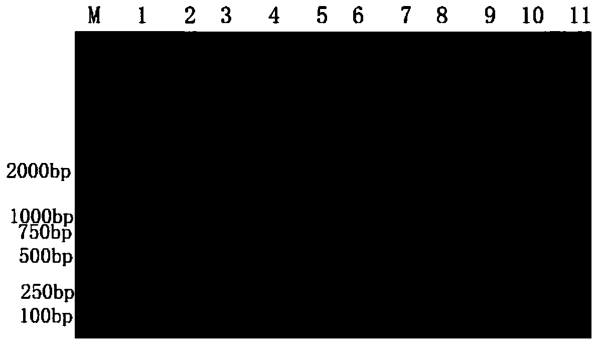 Guiyujin pcr identification kit and identification method