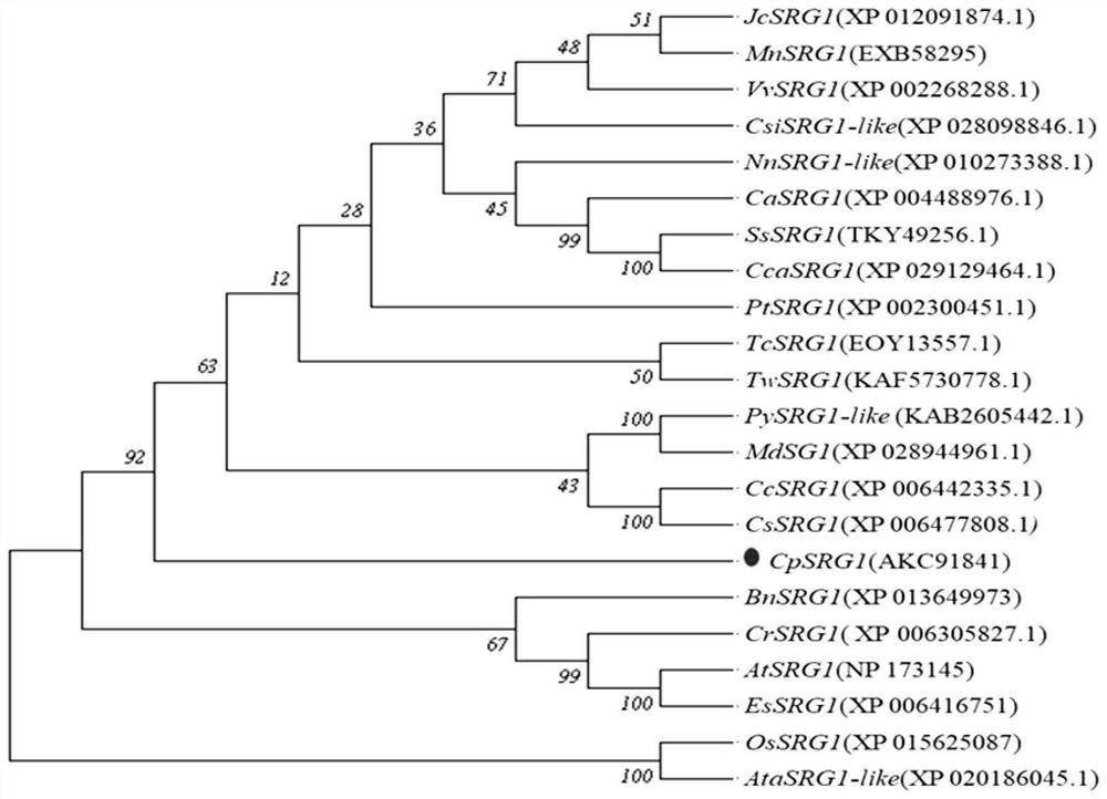 Chimonanthus praecox CpSRG1 gene, promoter and application of Chimonanthus praecox CpSRG1 gene
