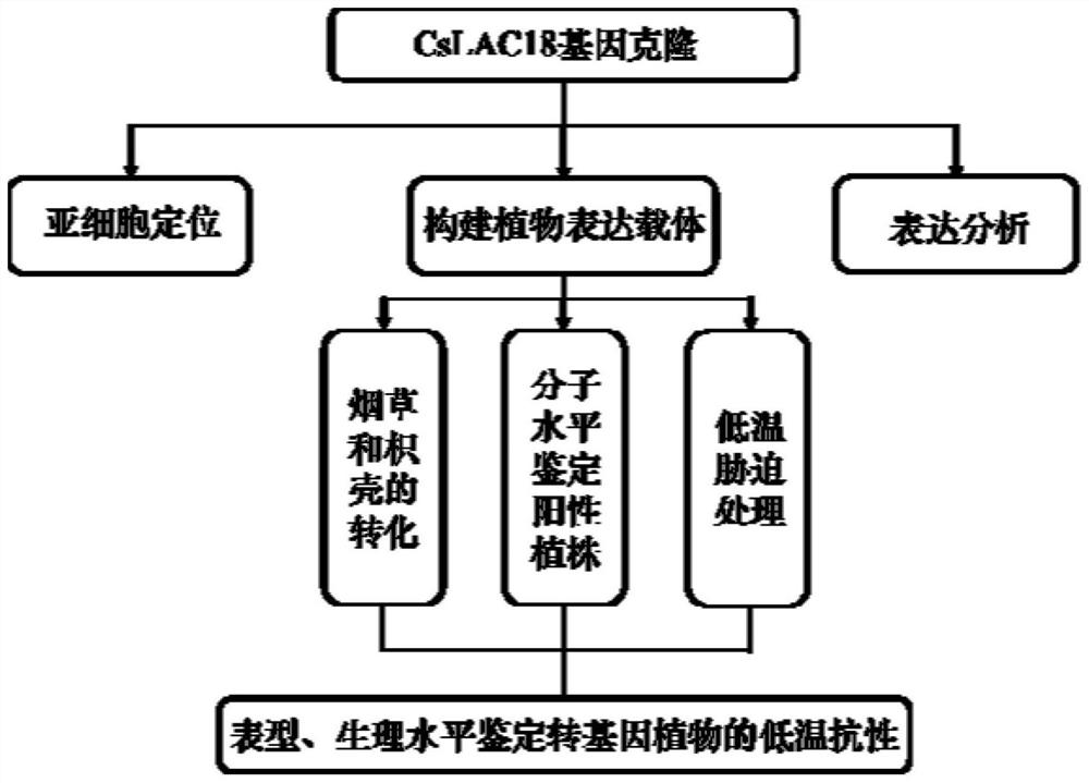 A sweet orange cold resistance gene cslac18 and its application