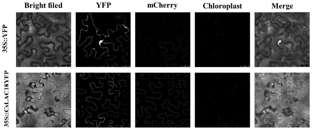 A sweet orange cold resistance gene cslac18 and its application