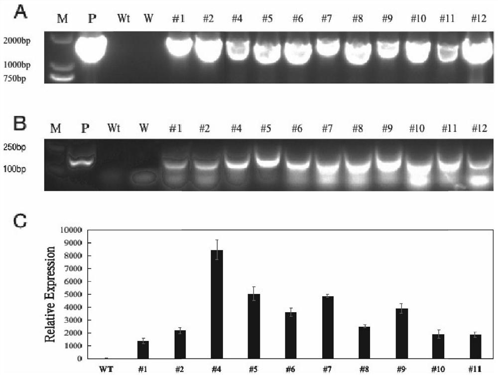 A sweet orange cold resistance gene cslac18 and its application