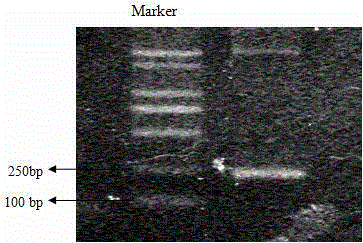 Chlorophyll katabolism control associated protein of non-heading Chinese cabbage as well as encoding gene and application thereof