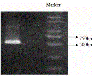 Chlorophyll katabolism control associated protein of non-heading Chinese cabbage as well as encoding gene and application thereof