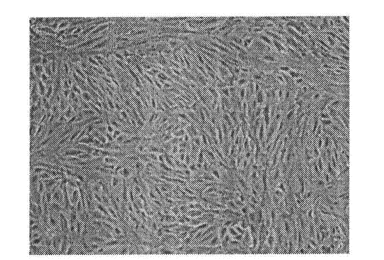 Method for non-freezing long-term cell preservation