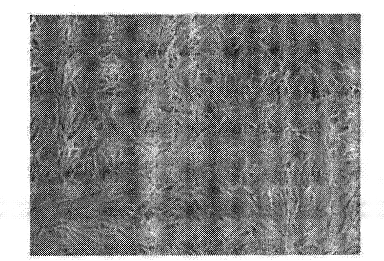 Method for non-freezing long-term cell preservation