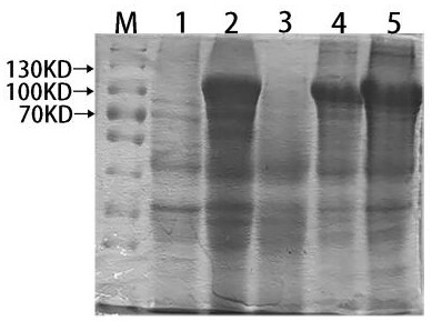 A kind of genetic engineering horseshoe crab blood g factor and its preparation method and application